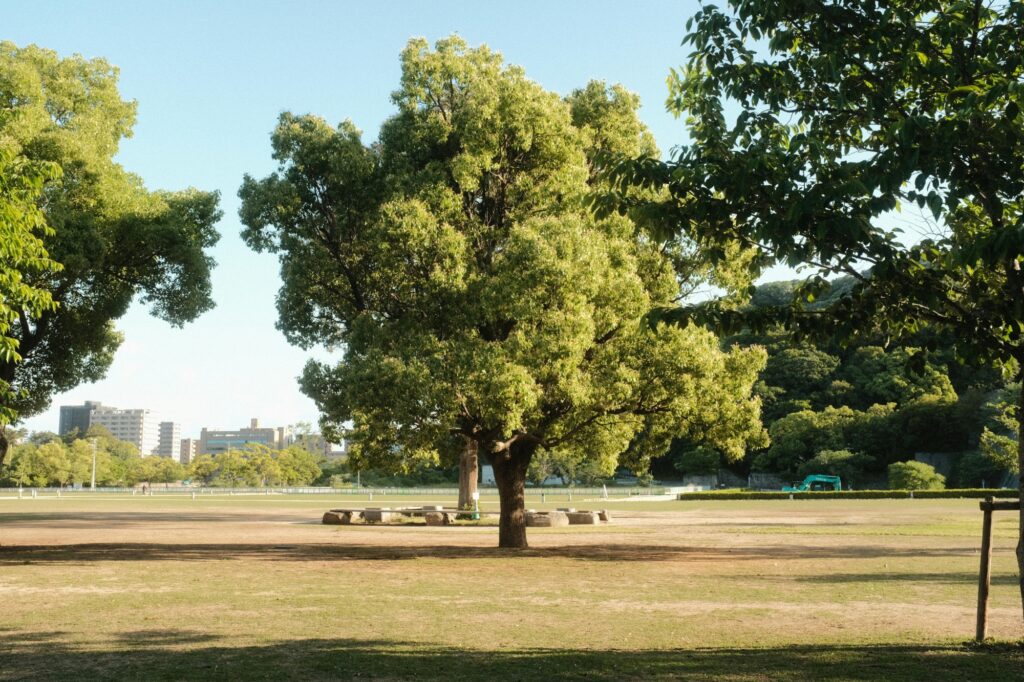 A sunny day in a park